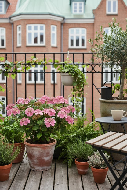 Hydrangea serrata &