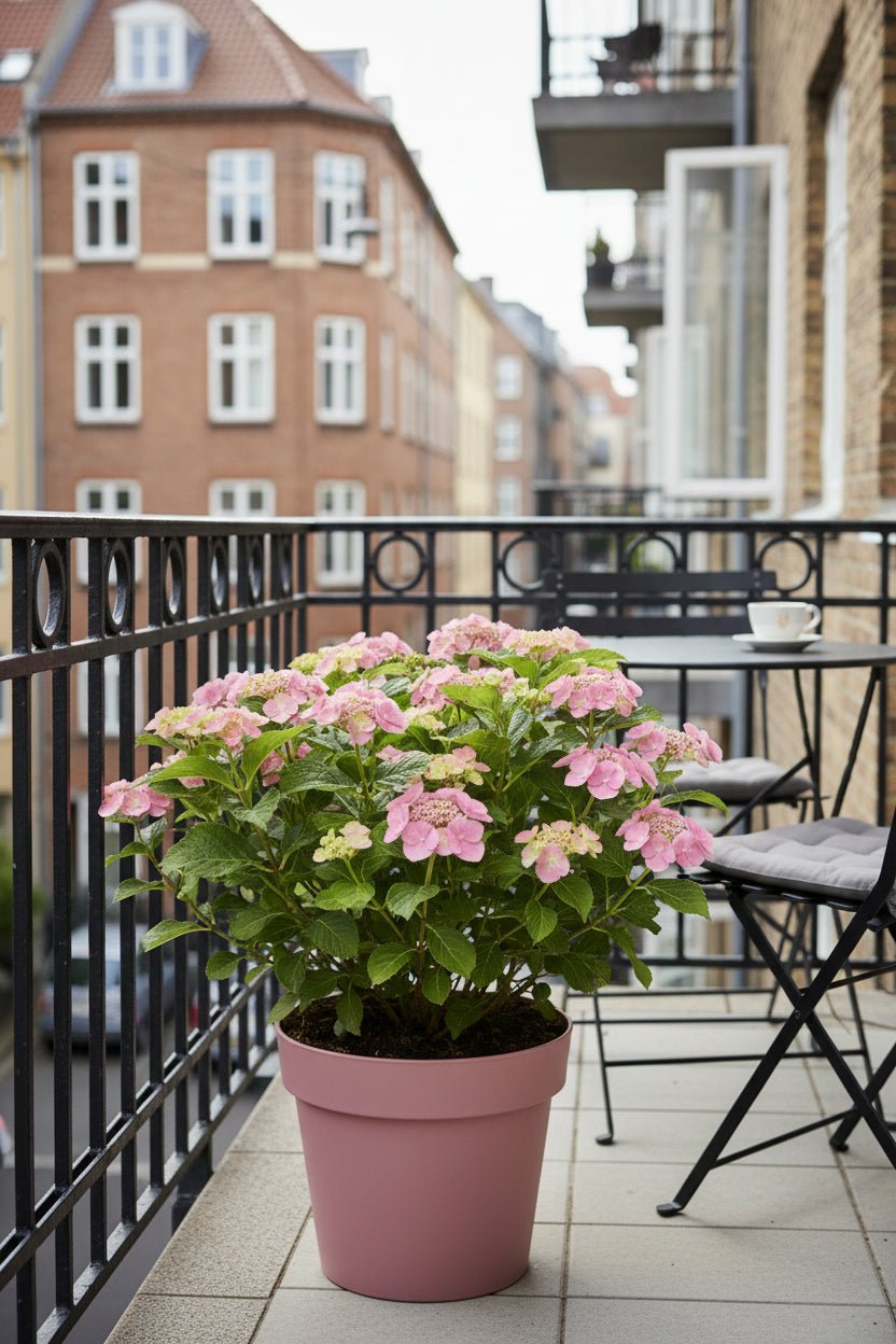Hydrangea serrata &