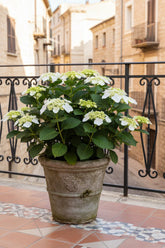 Hydrangea Teller &