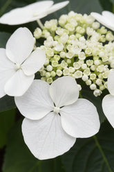 Hydrangea Teller &