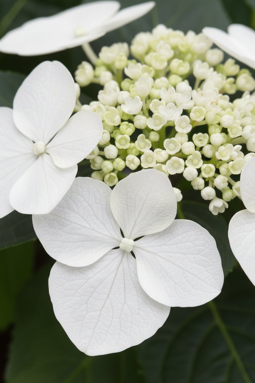 Hydrangea Teller &