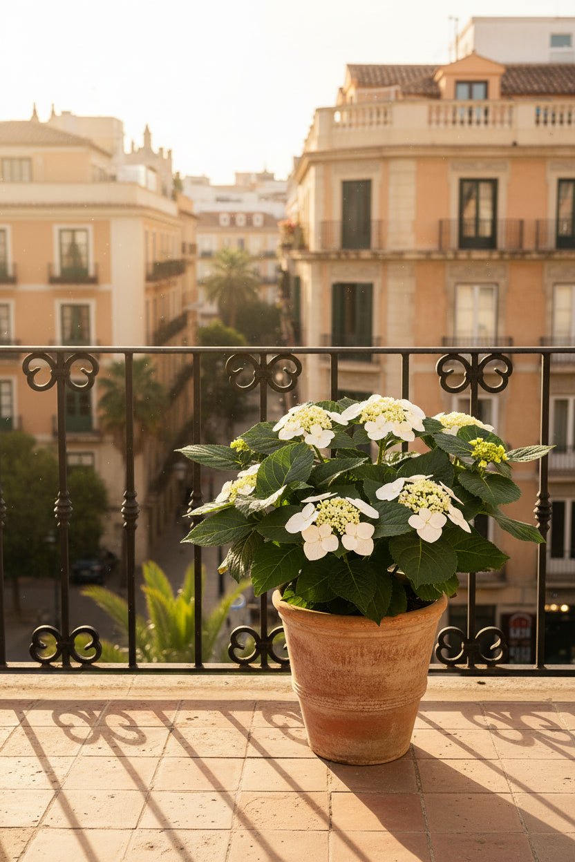 Hydrangea Teller &