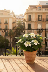 Hydrangea Teller &