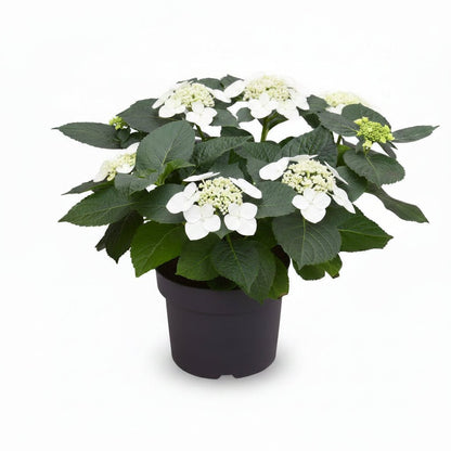 Hydrangea Teller &