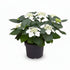 Hydrangea Teller &