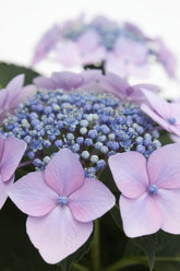 Hydrangea Teller &