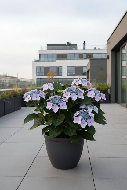 Hydrangea Teller &