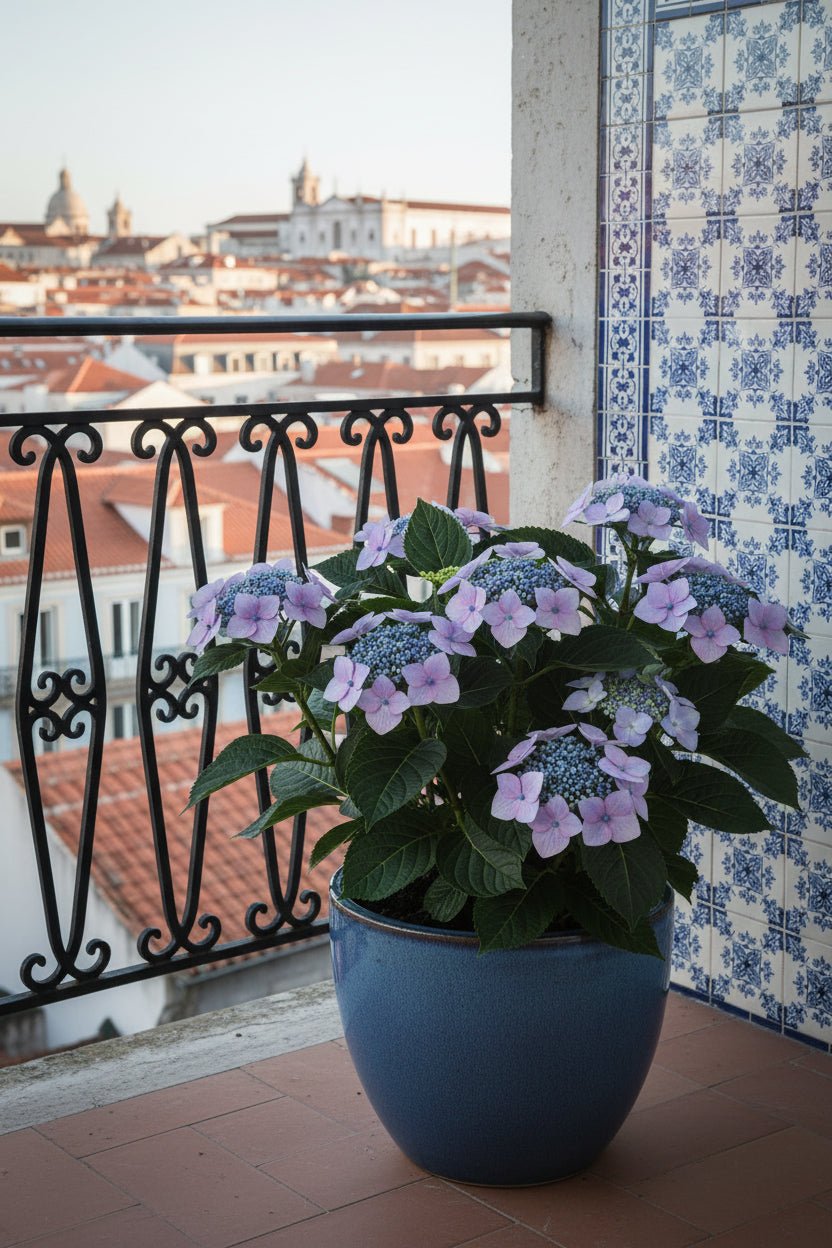 Hydrangea Teller &