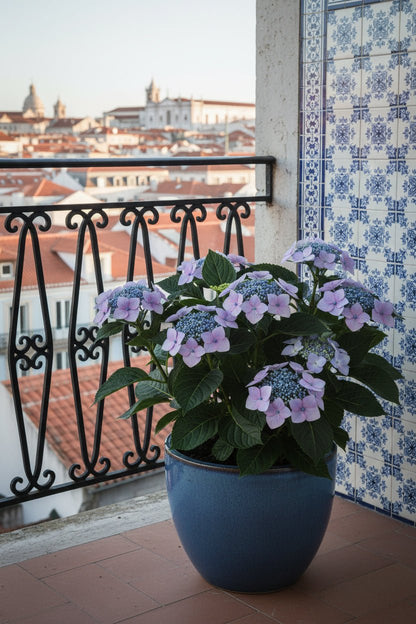 Hydrangea Teller &
