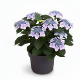 Hydrangea Teller &