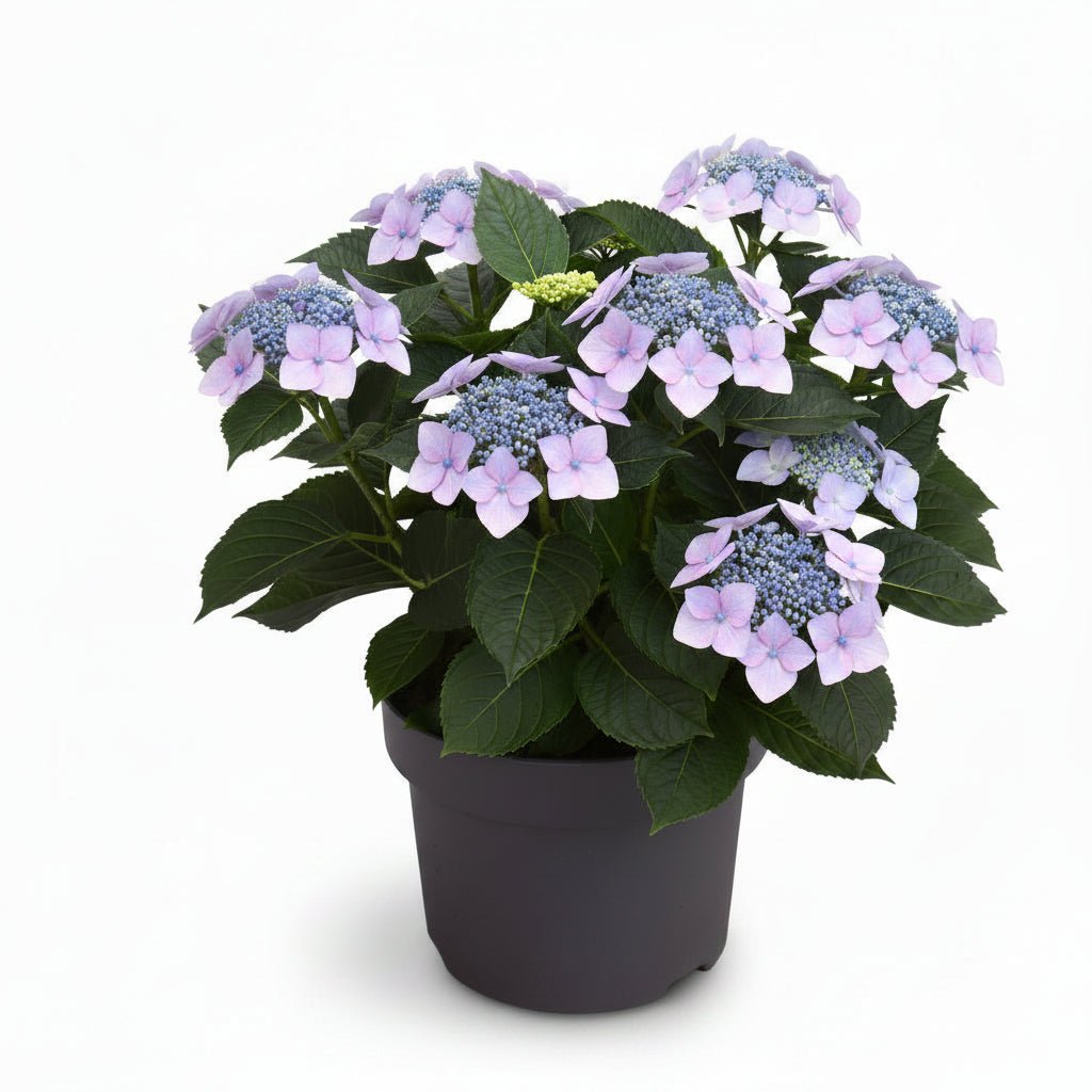 Hydrangea Teller &