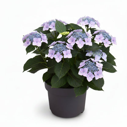 Hydrangea Teller &