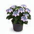 Hydrangea Teller &