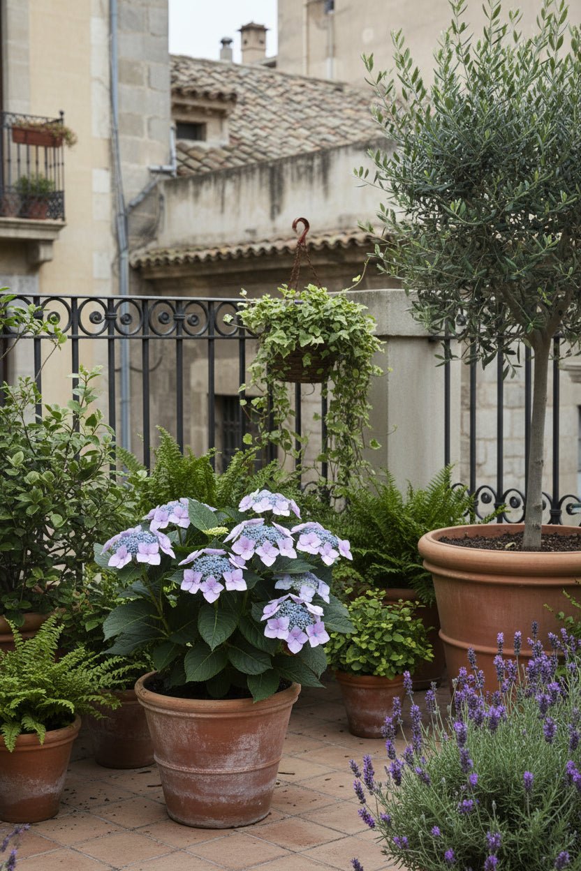 Hydrangea Teller &