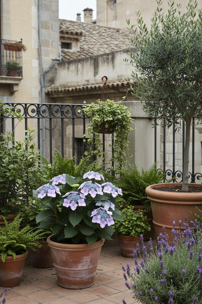 Hydrangea Teller &