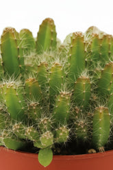 Hylocereus Undatus — Ø11 cm — H15 cm - Verdeia - 2