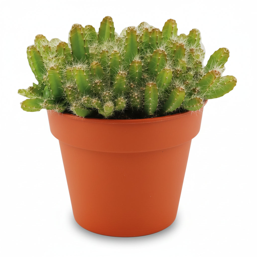 Hylocereus undatus — Drachenfrucht Kaktus