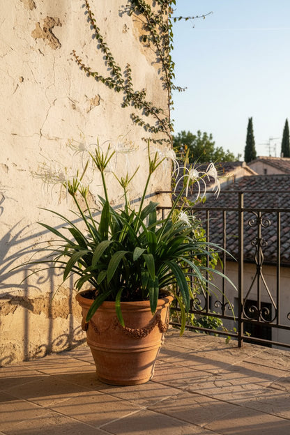 Hymenocallis speciosa (Lis araignée) H80 cm | Pot Ø27 cm - Verdeia - 6