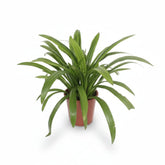 Hymenocallis speciosa (Lis araignée) H80 cm | Pot Ø27 cm - Verdeia - 1
