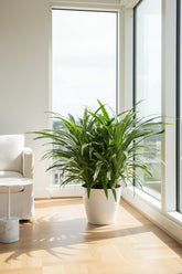 Hymenocallis speciosa (Lis araignée) H80 cm | Pot Ø27 cm - Verdeia - 5