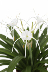 Hymenocallis speciosa (Lis araignée) H80 cm | Pot Ø27 cm - Verdeia - 2
