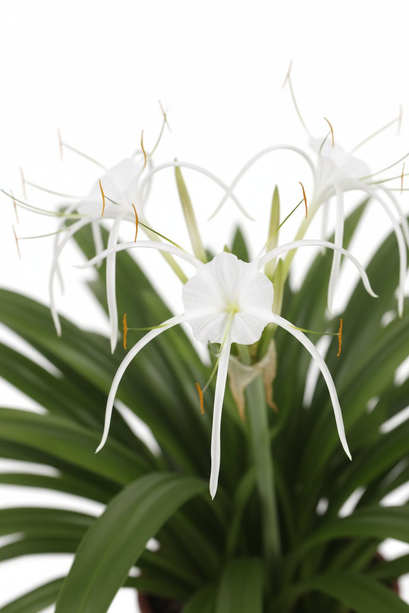 Hymenocallis speciosa (Lis araignée) H80 cm | Pot Ø27 cm - Verdeia - 2