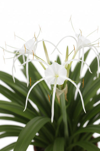 Hymenocallis speciosa (Lis araignée) H80 cm | Pot Ø27 cm - Verdeia - 2