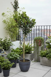 Ilex meserveae &