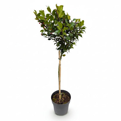 Ilex meserveae &
