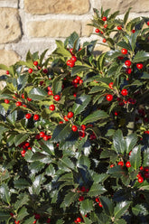 Ilex meserveae &