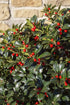 Ilex meserveae &