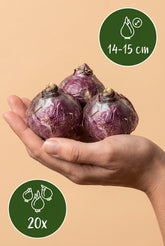 Jacinthe de jardin en mélange (Hyacinthus orientalis) — Bulbes calibre 14/15 - Verdeia - 7