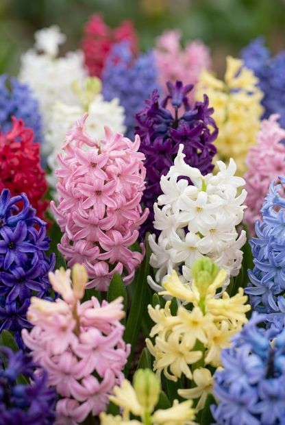 Jacinthe de jardin en mélange (Hyacinthus orientalis) — Bulbes calibre 14/15 - Verdeia - 1