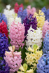 Jacinto de jardín, mezcla de colores (Hyacinthus orientalis) — Bulbos calibre 14/15 - Verdeia - 1