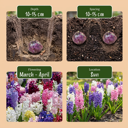 Jacinthe de jardin en mélange (Hyacinthus orientalis) — Bulbes calibre 14/15 - Verdeia - 10