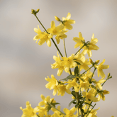 Jasminum nudiflorum – Jazmín de invierno – D15cm x A65cm - Verdeia - 1