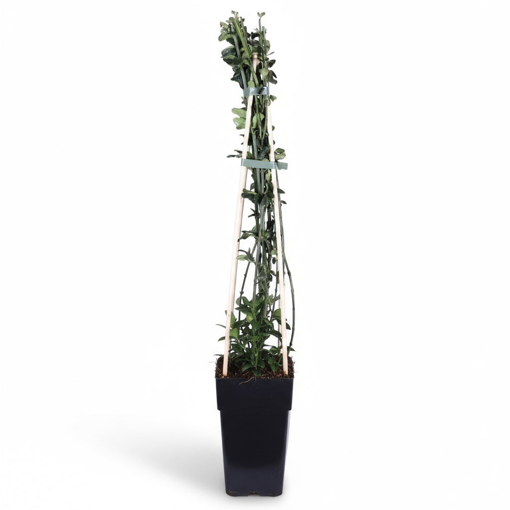 Jasminum nudiflorum – Jasmin d’hiver – D15cm x H65cm - Verdeia