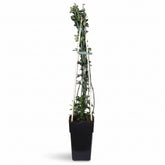Jasminum nudiflorum – Jazmín de invierno – D15cm x A65cm - Verdeia - 2