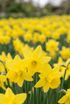 Narciso &