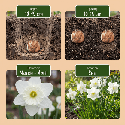 Narciso &