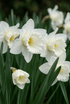 Narciso &