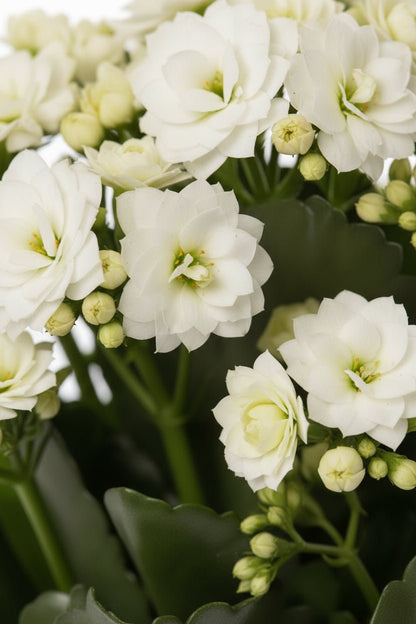 Kalanchoe blanco en maceta de cerámica beige - H27 cm | Maceta Ø12 cm - Verdeia - 2