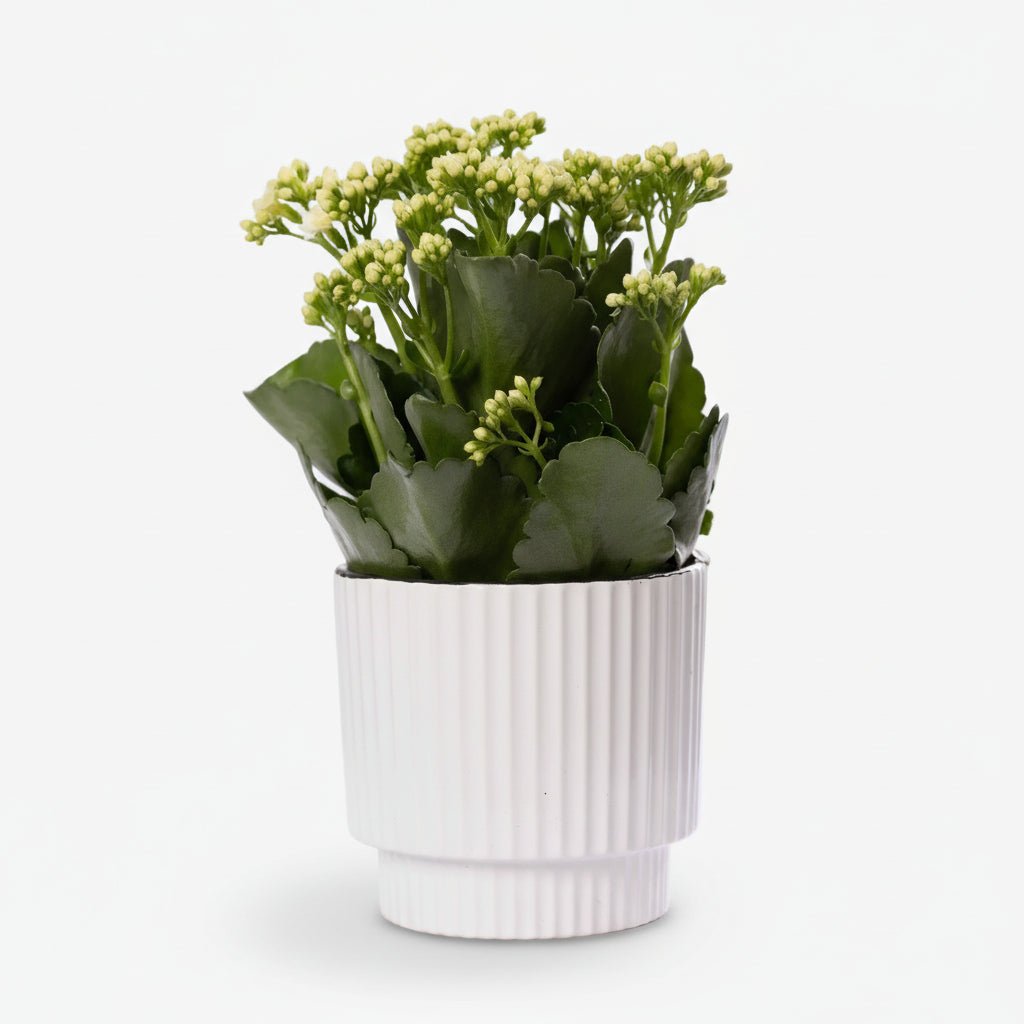 Kalanchoé blanc (Fleur de feu) - H27 cm | Céramique ivoire Ø12 cm - Verdeia - 1