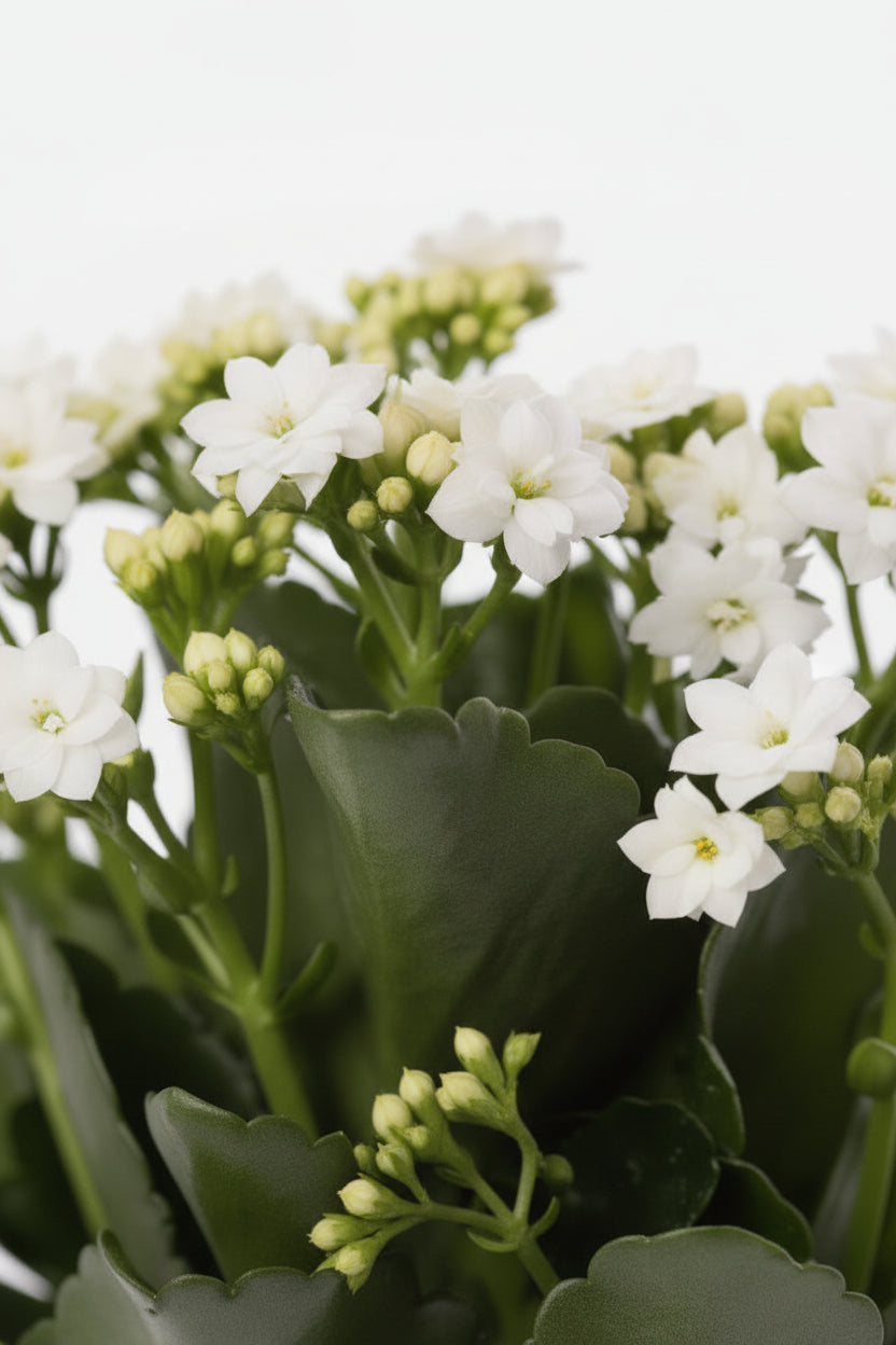 Kalanchoé weiß (Feuerblume) - H27 cm | Elfenbein Keramik Ø12 cm