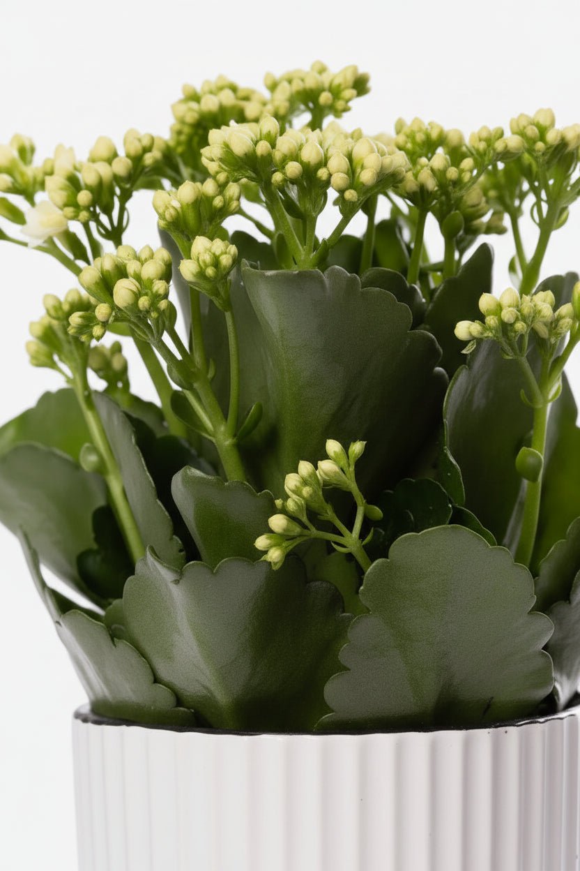 Kalanchoé blanc (Fleur de feu) - H27 cm | Céramique ivoire Ø12 cm - Verdeia - 2