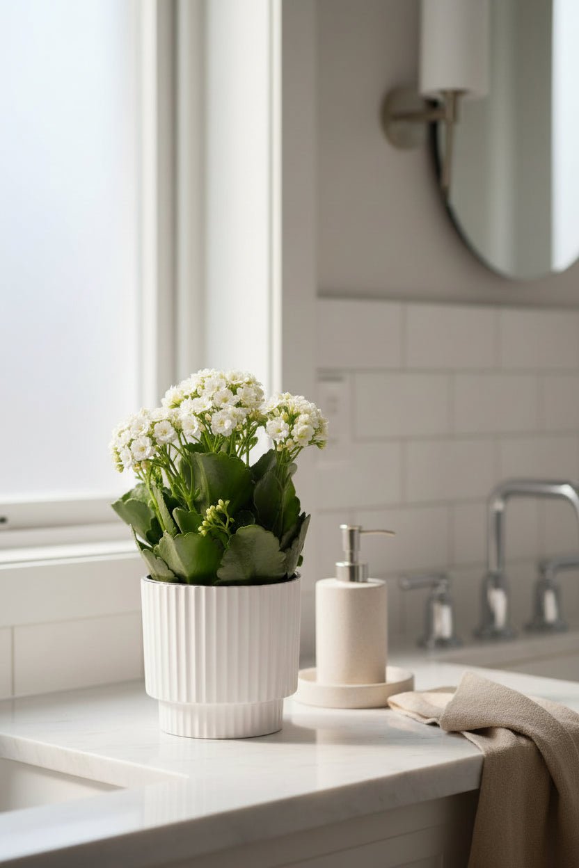 Kalanchoé bianco (Fiore di fuoco) - H27 cm | Ceramica avorio Ø12 cm - Verdeia - 3