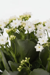 Kalanchoé blanc (Fleur de feu) - H27 cm | Céramique ivoire Ø12 cm - Verdeia - 2