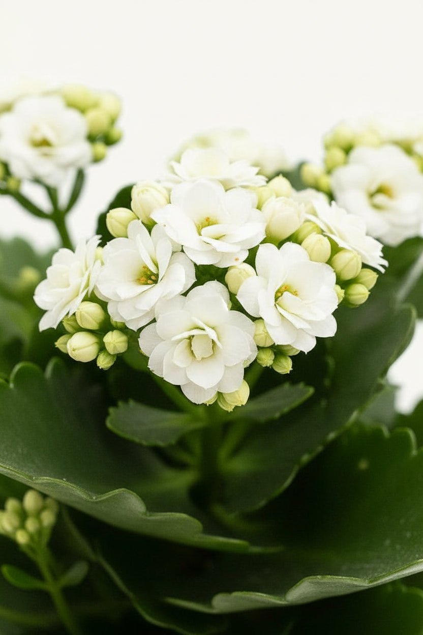 Weiße Kalanchoe — Ø12 x H27 cm — Fertig zum Aufstellen — Bronze-goldene Keramik - Verdeia - 2