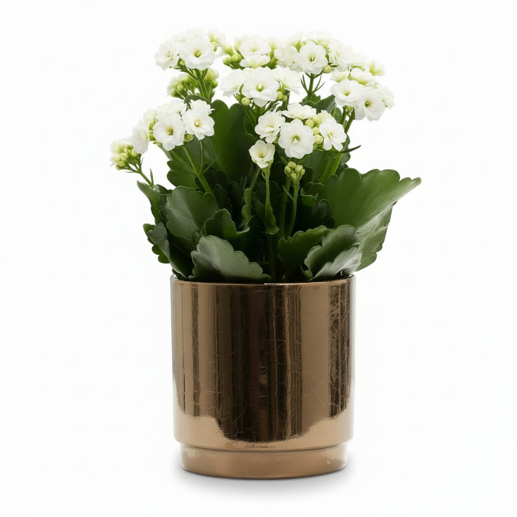 Weiße Kalanchoe — Ø12 x H27 cm — Fertig zum Aufstellen — Bronze-goldene Keramik - Verdeia - 1