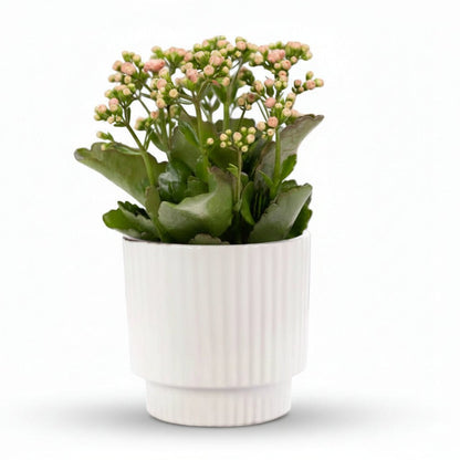 Kalanchoe rosa — Ø12 x A27 cm — Listo para colocar — Cerámica blanca - Verdeia - 1